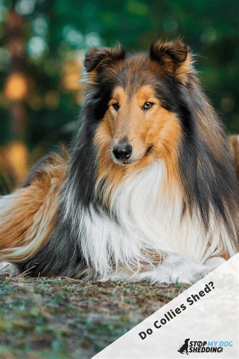 do collies shed